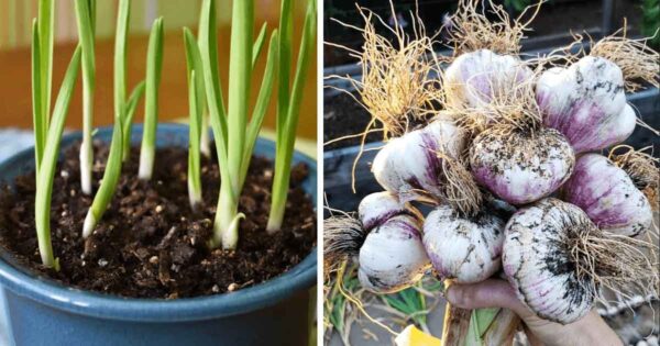 ¿Cómo cultivar ajo para tener cantidades infinitas en casa?