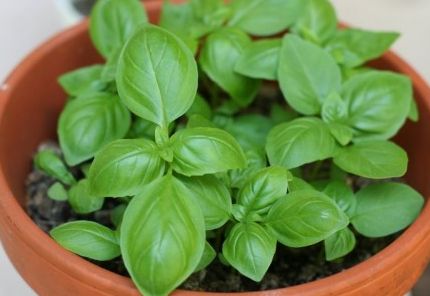 Cómo cultivar albahaca a partir de una semilla.