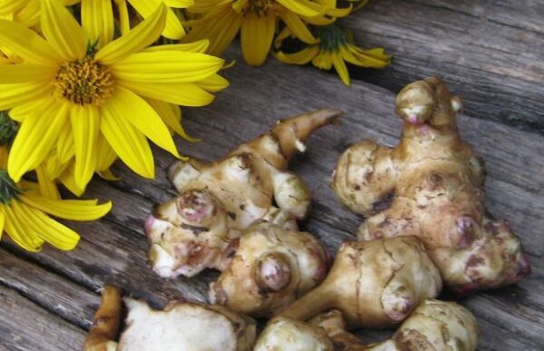 Cómo cultivar alcachofas de Jerusalén