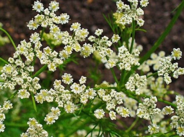 Cómo cultivar alcaravea a partir de semillas.