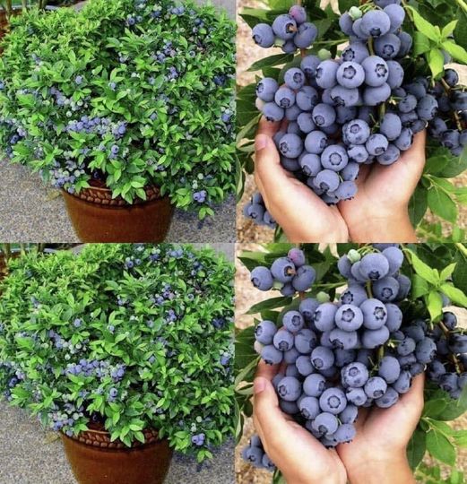 Cómo cultivar arándanos en casa de una manera fácil