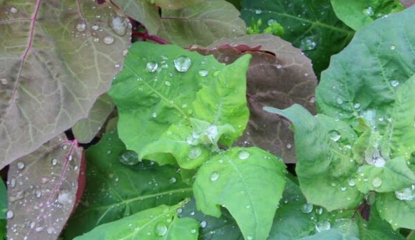 Cómo cultivar arroche de jardín