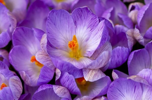 ¿Cómo cultivar azafrán a partir de un cormo o bulbo?