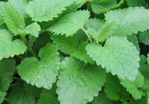 Cómo cultivar bálsamo de limón officinale