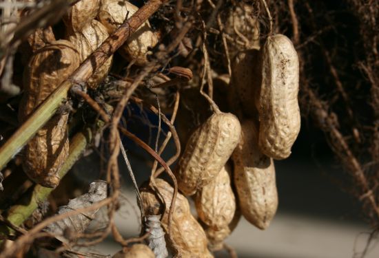 ¿Cómo cultivar cacahuetes a partir de semillas?