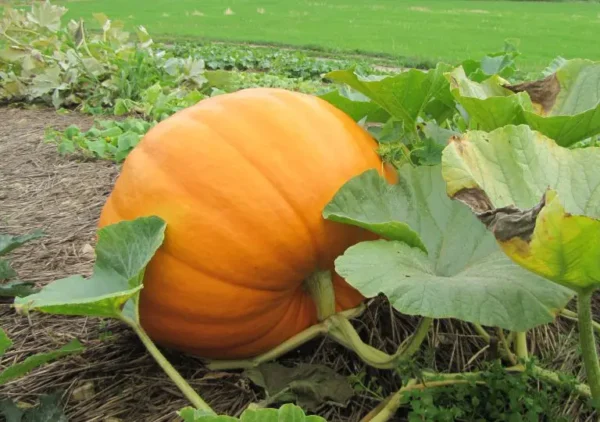 Cómo cultivar calabazas, potimarrones u otras calabazas a partir de semillas