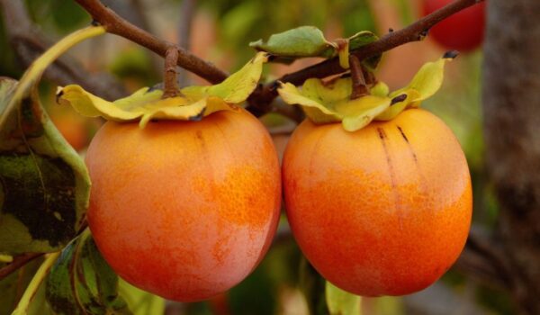 Cómo cultivar caquis a partir de semillas.