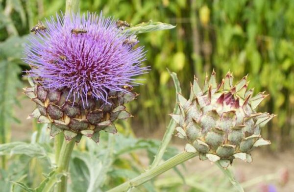 Cómo cultivar cardos
