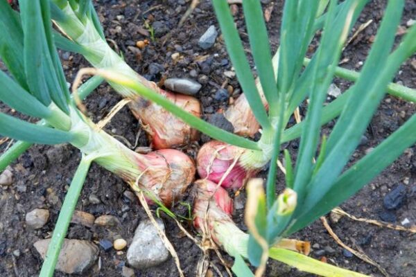 Cómo cultivar chalotes a partir de bulbos.