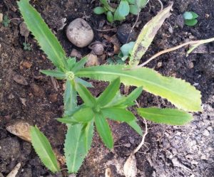 Cómo cultivar cilantro largo a partir de semillas.