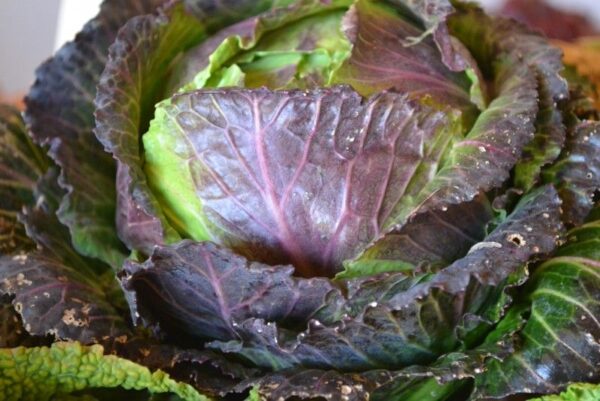 Cómo cultivar col de Milán o brotes de Pontoise a partir de semillas.