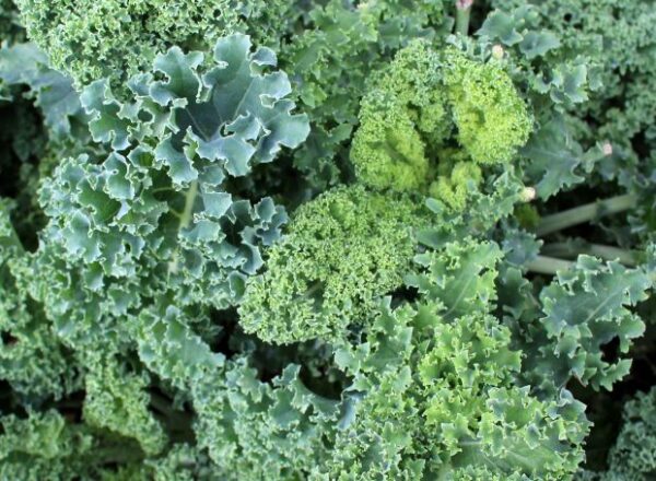 Cómo cultivar col rizada a partir de semillas.