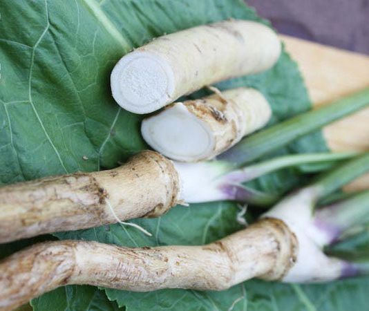 Cómo cultivar, cosechar y preparar rábano picante