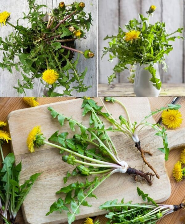 Cómo cultivar diente de león en casa para tenerlo siempre al alcance de la mano.