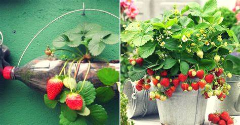 ¿Cómo cultivar fresas todo el año en casa?