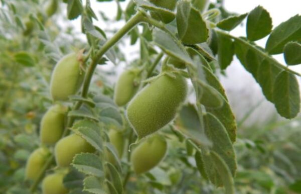 Cómo cultivar garbanzos a partir de semillas.