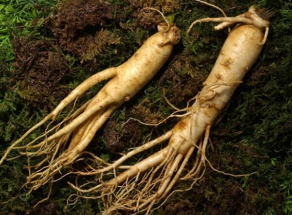 Cómo cultivar ginseng a partir de semillas