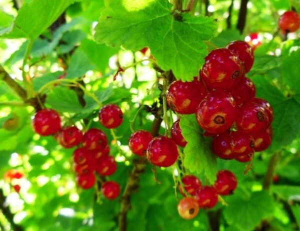 ¿Cómo cultivar grosellas o grosellas negras?