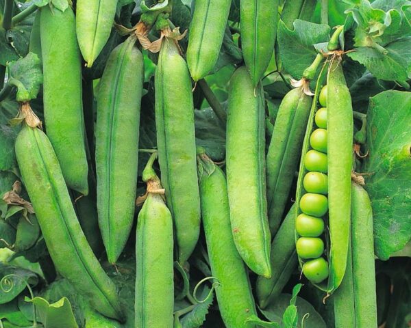 ¿Cómo cultivar guisantes a partir de semillas?