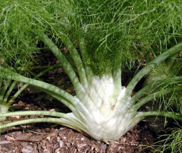 ¿Cómo cultivar hinojo a partir de semillas?