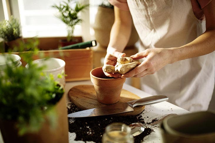 ¿Cómo cultivar jengibre en maceta para tenerlo disponible gratis todo el año? 2 jengibre casero