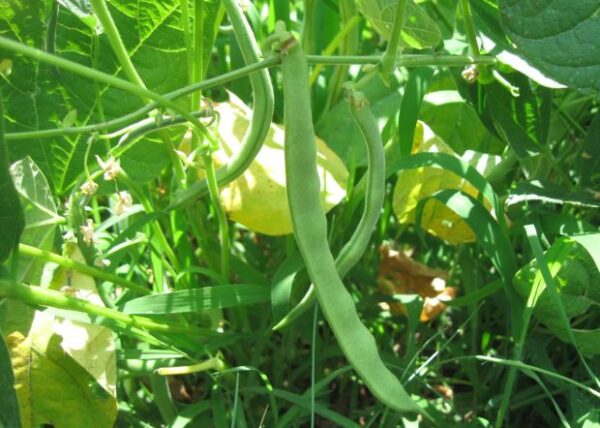 Cómo cultivar judías verdes a partir de semillas.