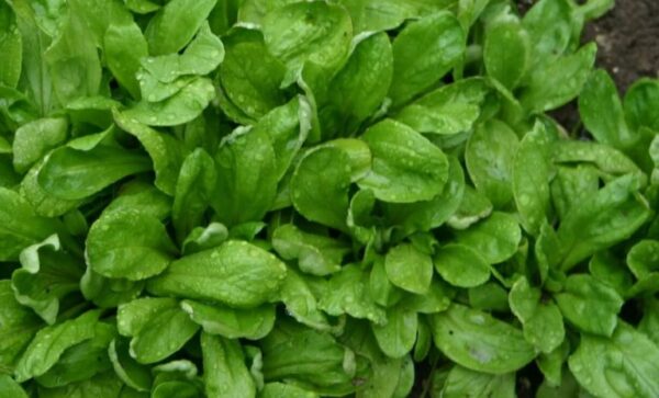 Cómo cultivar lechuga a partir de semillas.