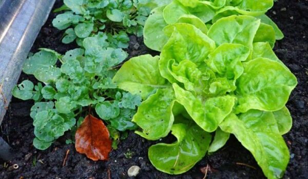Cómo cultivar lechuga en invierno