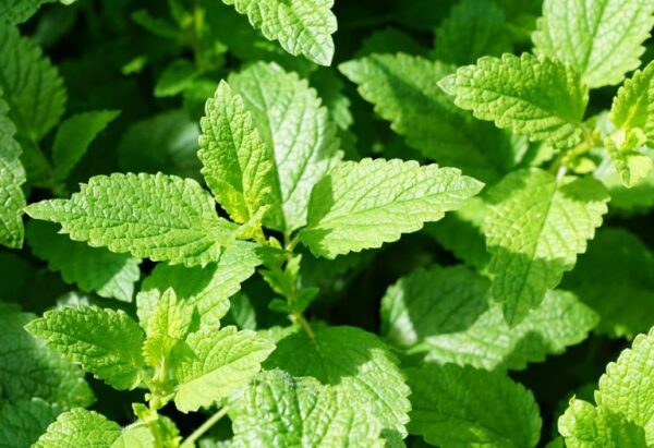 Cómo cultivar menta a partir de esquejes.