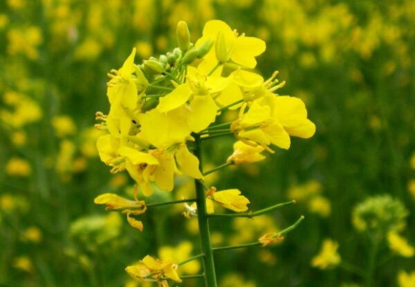 Cómo cultivar mostaza a partir de semillas.