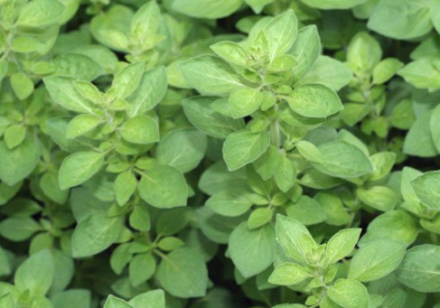 Cómo cultivar orégano a partir de semillas.