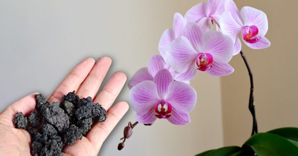 Cómo cultivar orquídeas con piedra de lava