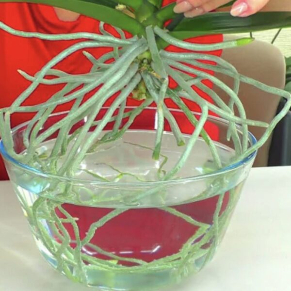 Cómo cultivar orquídeas en agua