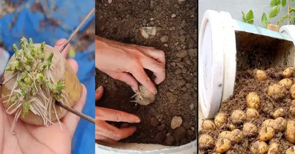Cómo cultivar patatas en macetas en casa con una sola patata