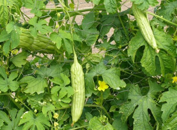 Cómo cultivar pepinos amargos a partir de semillas.