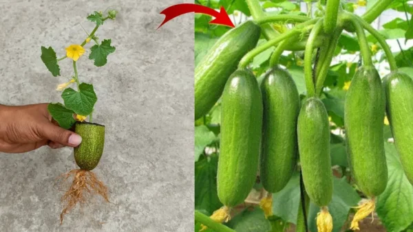 Cómo cultivar pepinos con facilidad: consejos y técnicas comprobados.