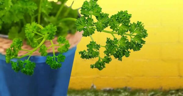 ¿Cómo cultivar perejil en casa?
