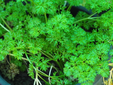 ¿Cómo cultivar perejil?