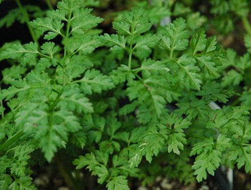 Cómo cultivar perifollo a partir de semillas.