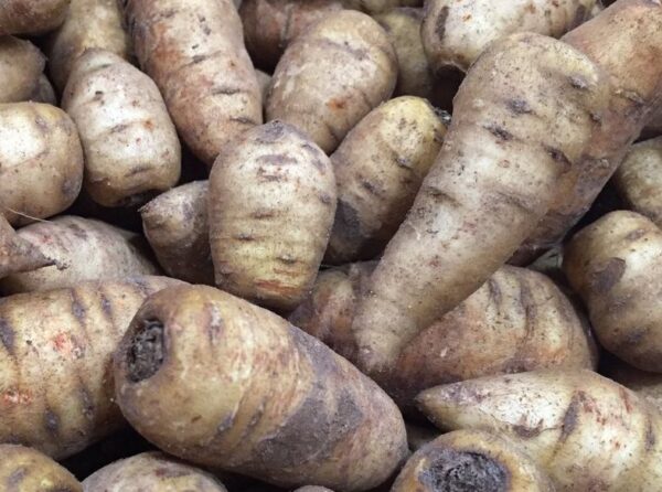 Cómo cultivar perifollo tuberoso.