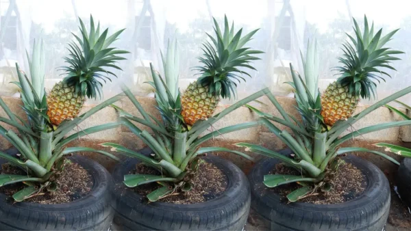 Cómo cultivar piña en casa para no tener que volver a comprarla
