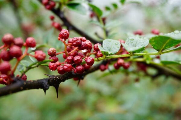 ¿Cómo cultivar pimienta de Sichuan a partir de semillas?
