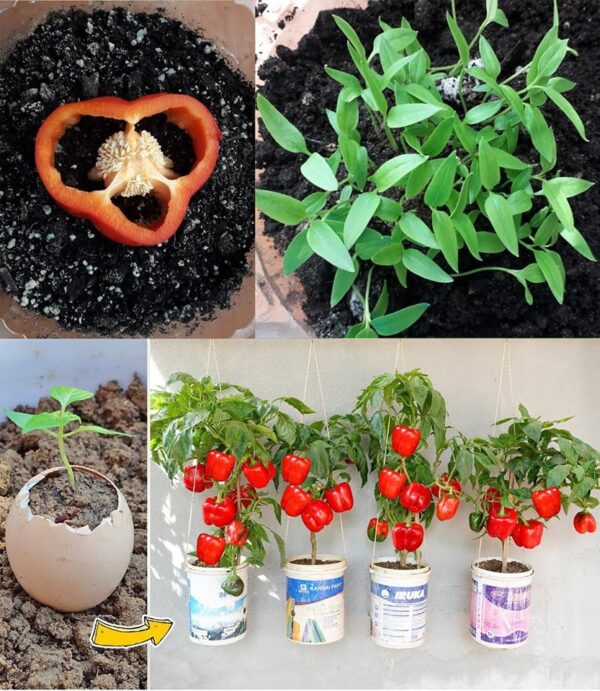 Cómo cultivar pimientos en casa: el secreto para tener una producción abundante