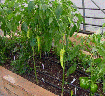 Cómo cultivar pimientos y pimientos en tu huerto.