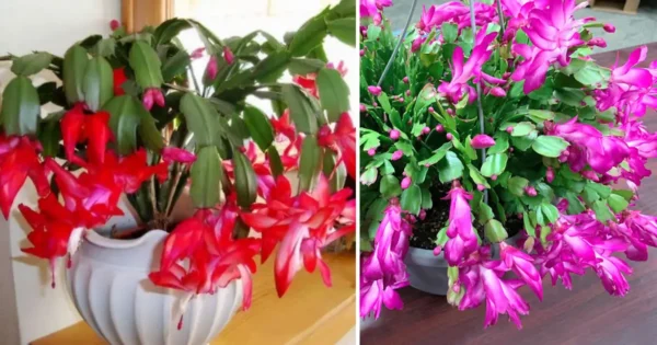 Cómo cultivar, propagar y hacer florecer un cactus de Navidad durante todo el año