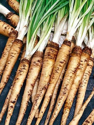 Cómo cultivar raíces salsifílicas en tu jardín