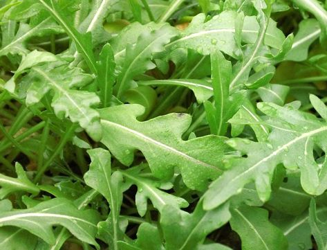 Cómo cultivar rúcula a partir de semillas.