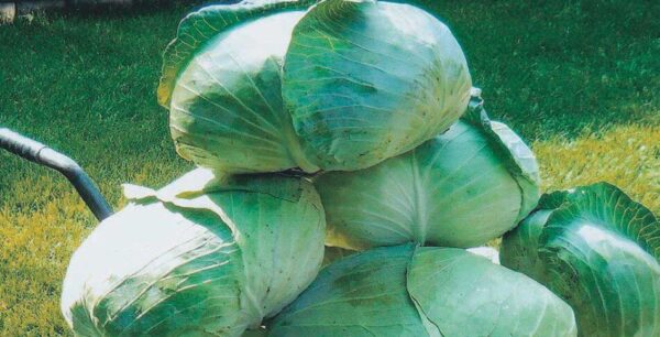 Cómo cultivar repollo plano taiwanés o repollo a partir de semillas.