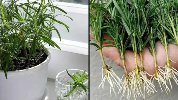 ¿Cómo cultivar romero a partir de esquejes en agua y trasplantarlo a macetas?