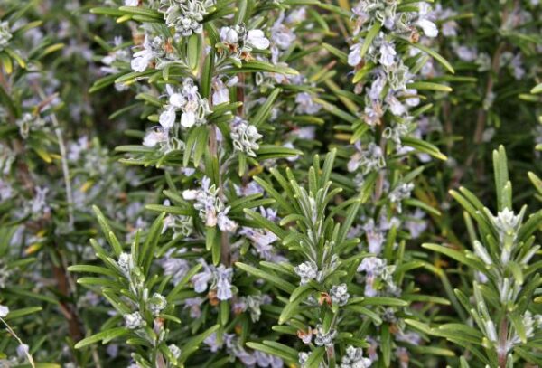 Cómo cultivar romero